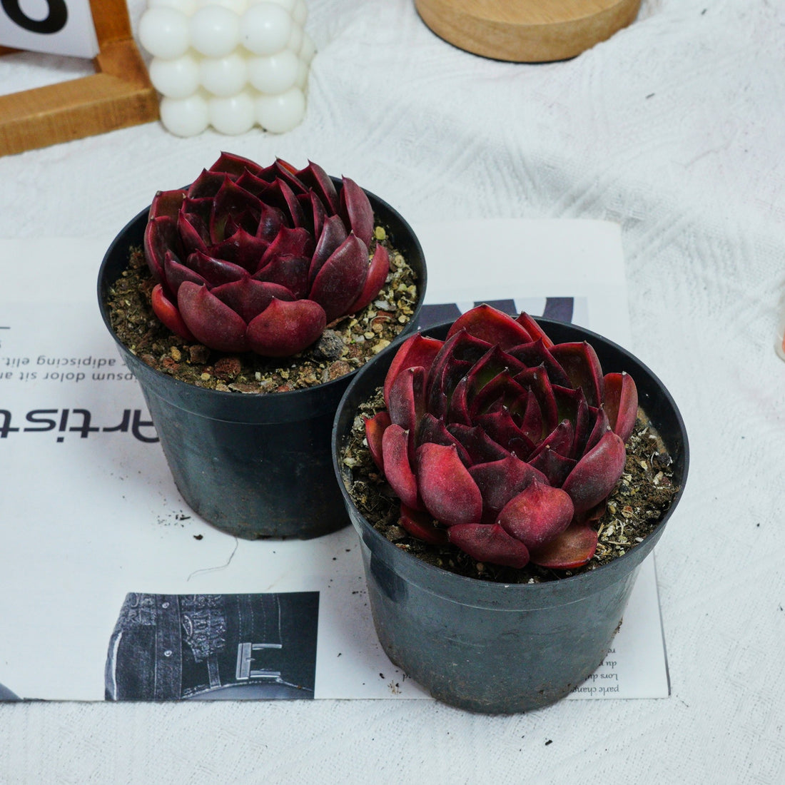 4'' Echeveria Red Light, Rare Live Succulent Plants