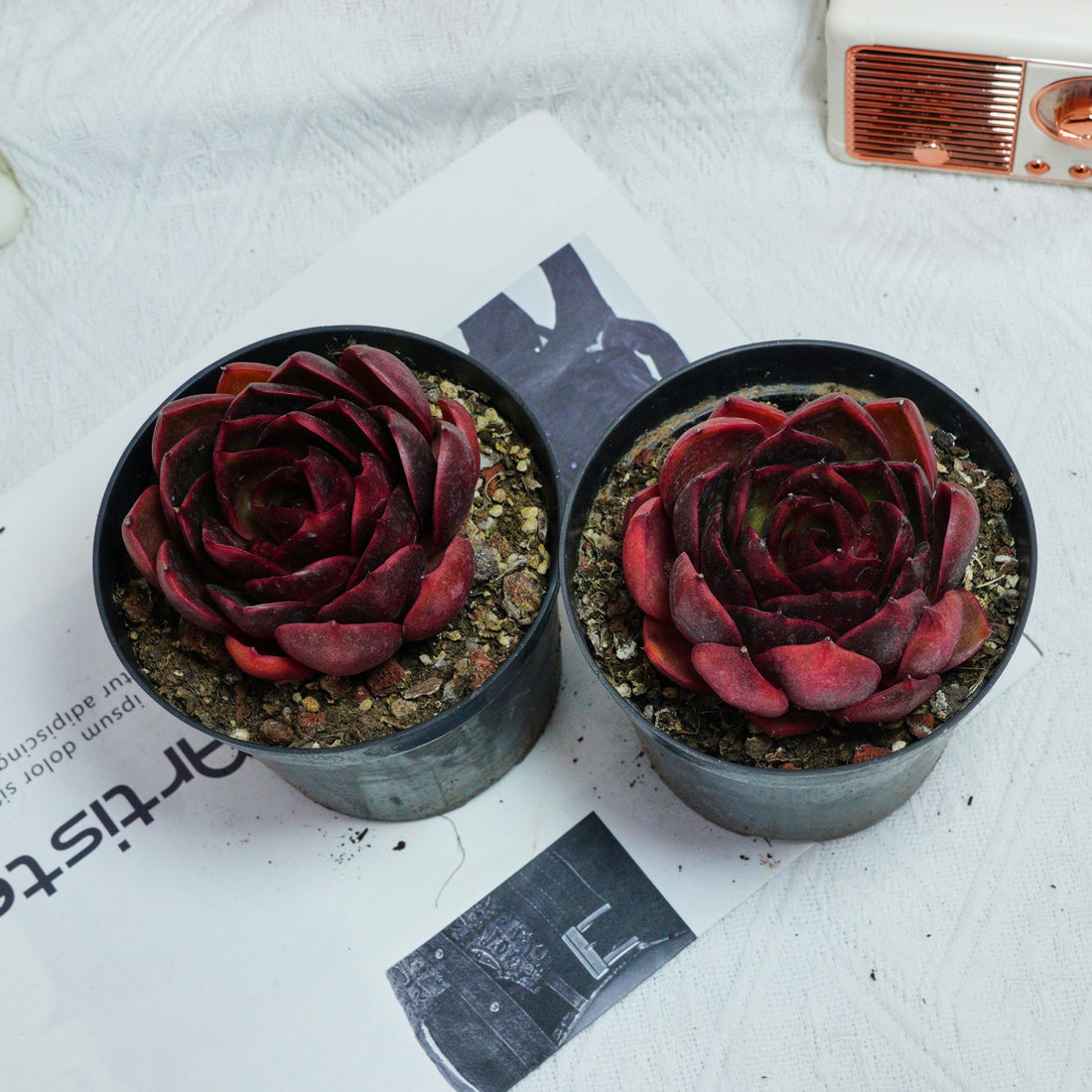 4'' Echeveria Red Light, Rare Live Succulent Plants