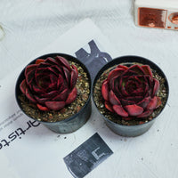 4'' Echeveria Red Light, Rare Live Succulent Plants