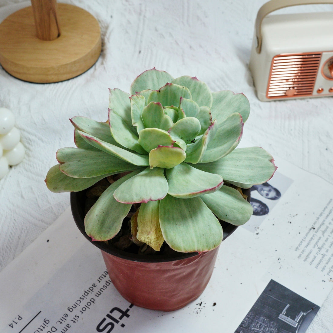 5'' Echeveria Peach Pride Variegated, Rare Live Succulent Plants