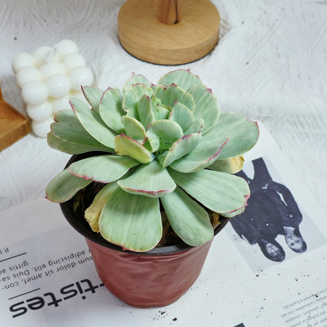 5'' Echeveria Peach Pride Variegated, Rare Live Succulent Plants
