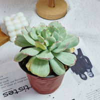 5'' Echeveria Peach Pride Variegated, Rare Live Succulent Plants