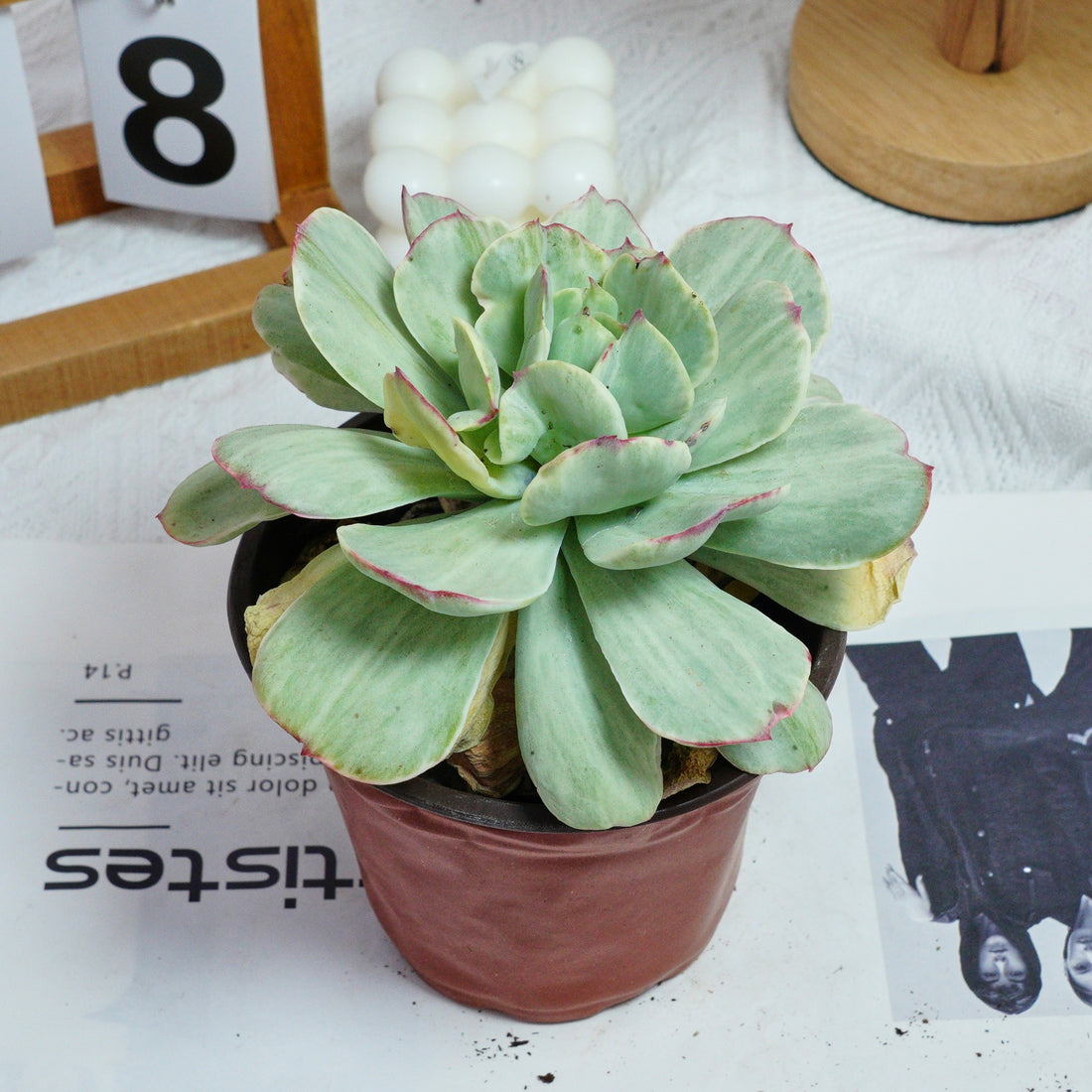 5'' Echeveria Peach Pride Variegated, Rare Live Succulent Plants