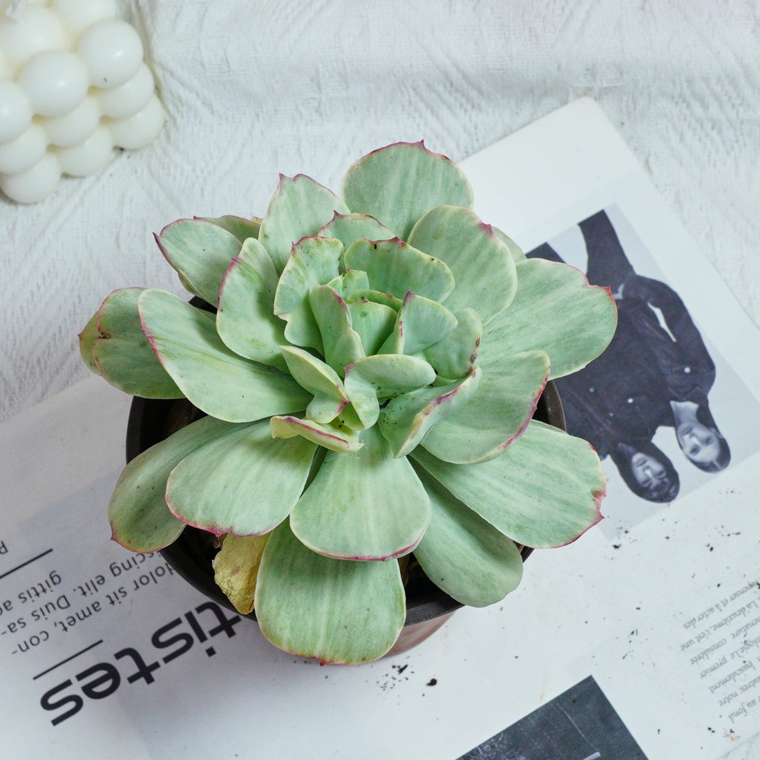 5'' Echeveria Peach Pride Variegated, Rare Live Succulent Plants