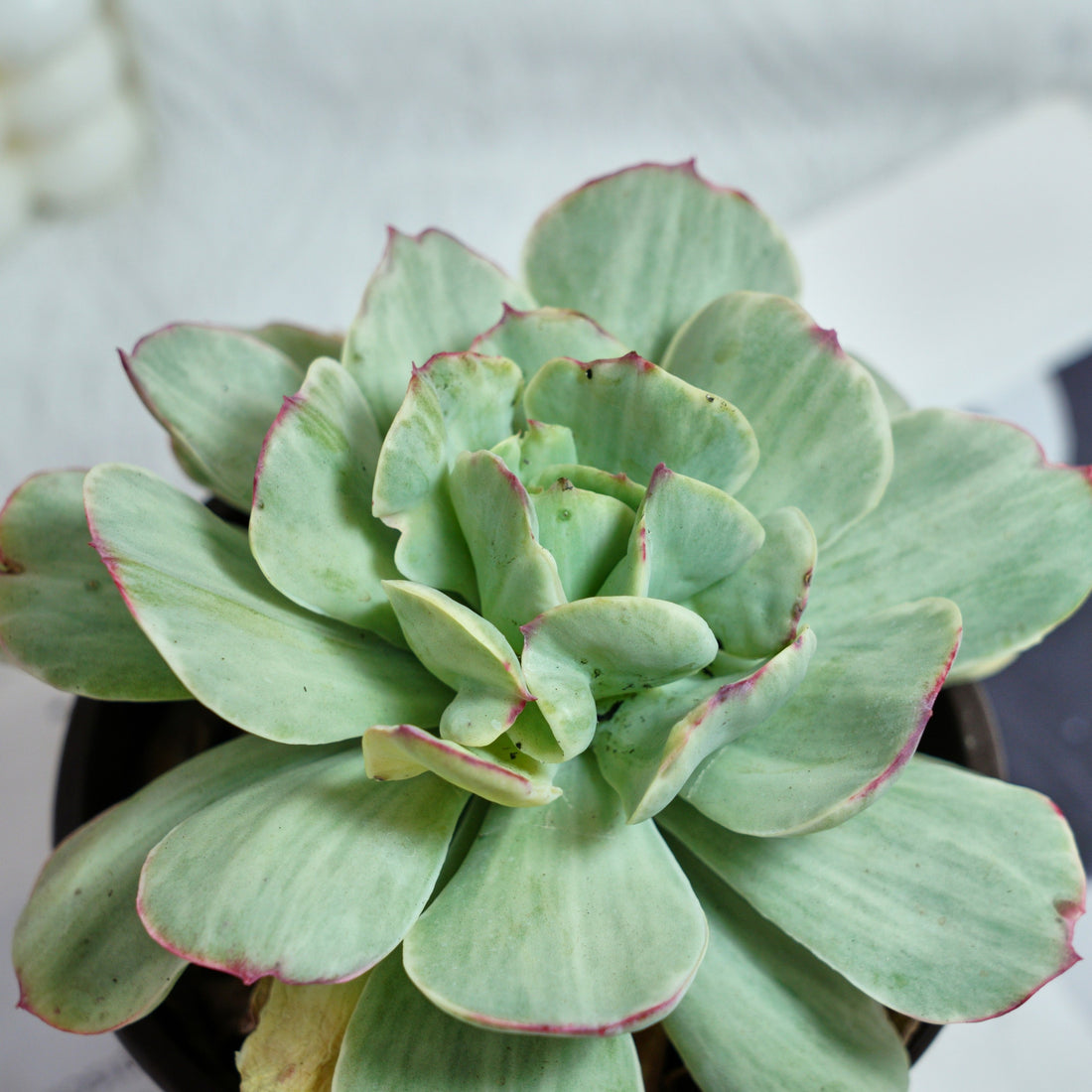 5'' Echeveria Peach Pride Variegated, Rare Live Succulent Plants