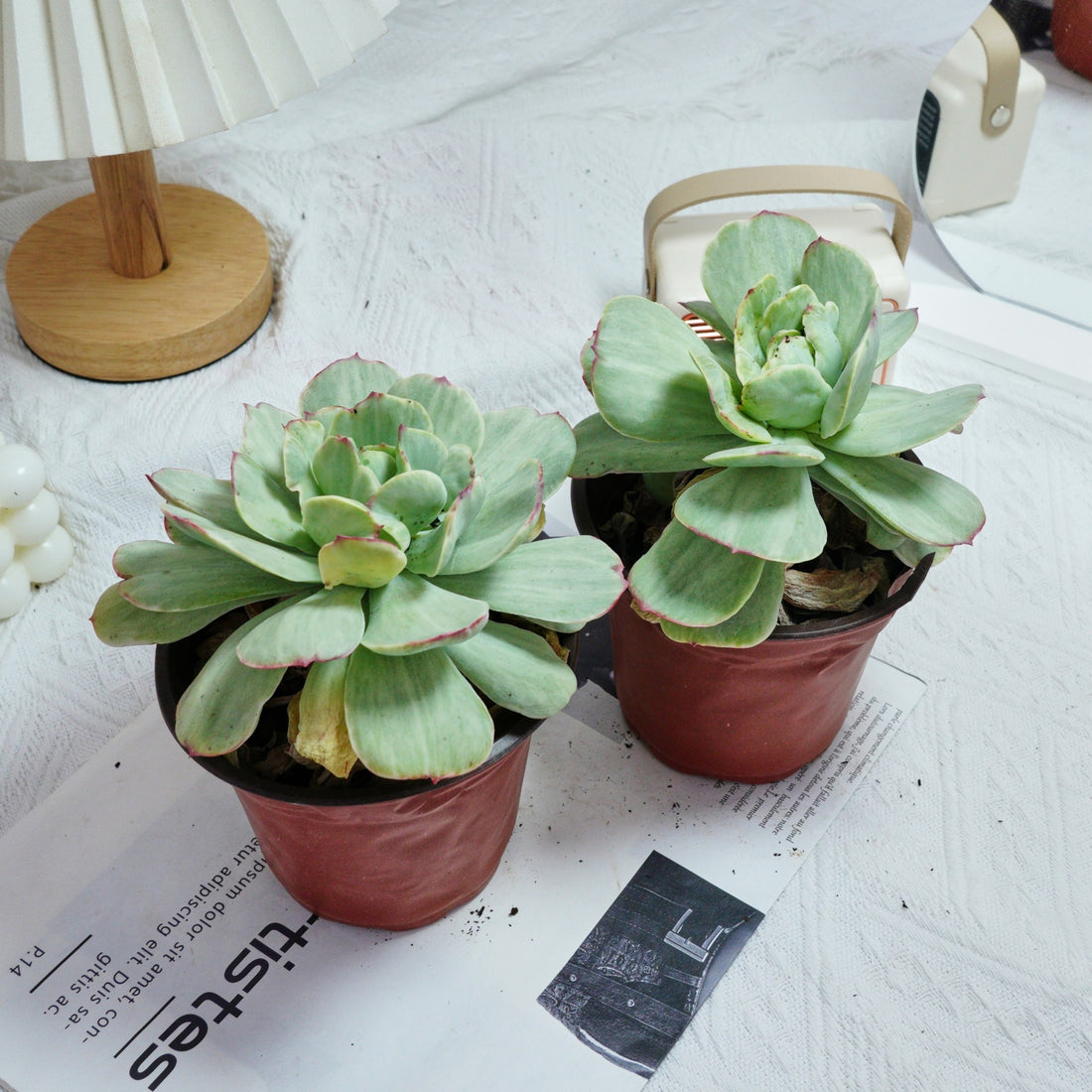 5'' Echeveria Peach Pride Variegated, Rare Live Succulent Plants