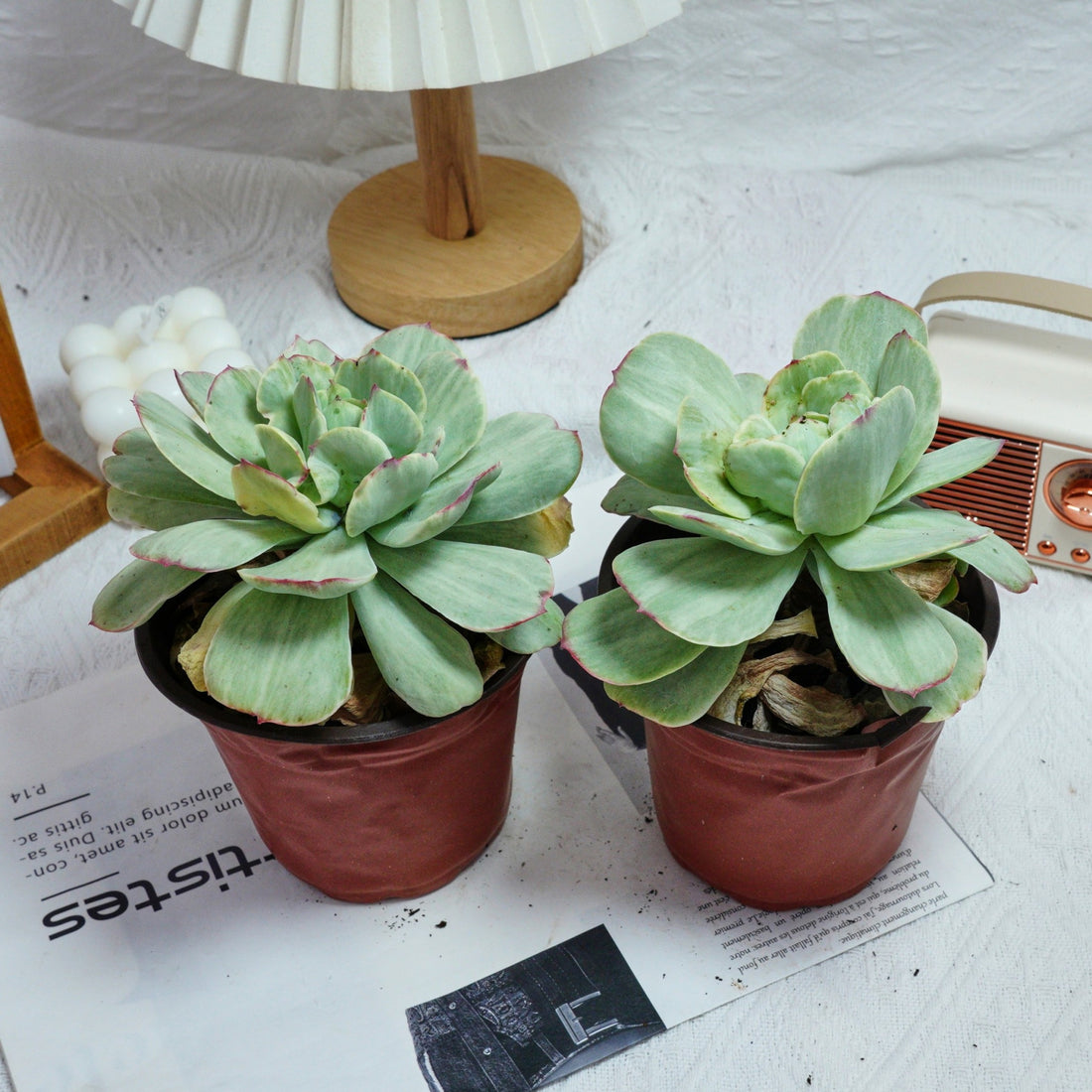 5'' Echeveria Peach Pride Variegated, Rare Live Succulent Plants