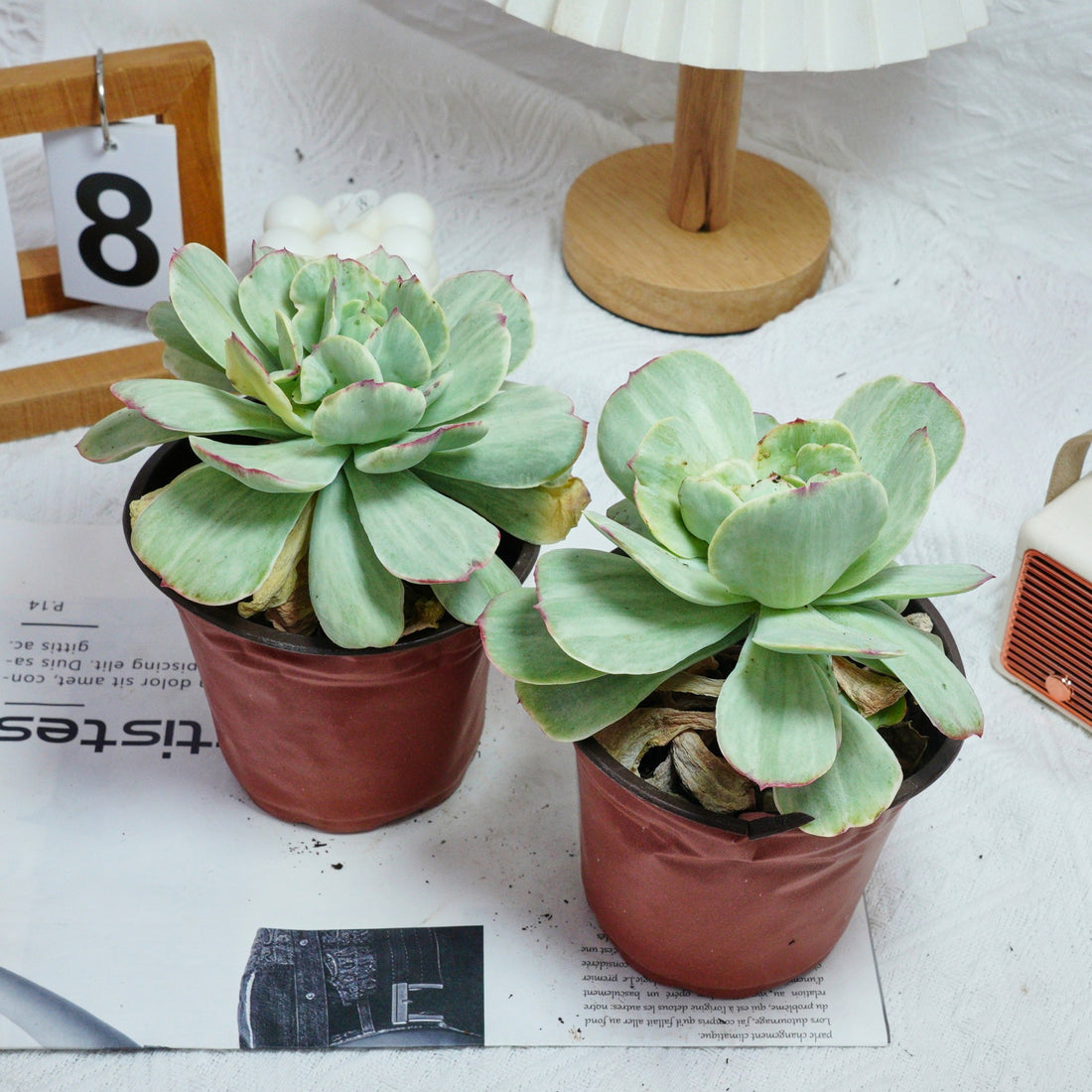 5'' Echeveria Peach Pride Variegated, Rare Live Succulent Plants
