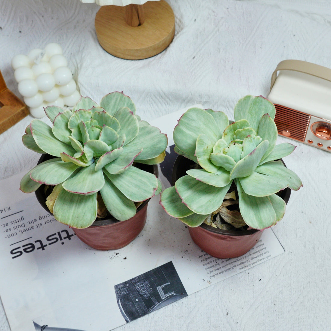 5'' Echeveria Peach Pride Variegated, Rare Live Succulent Plants