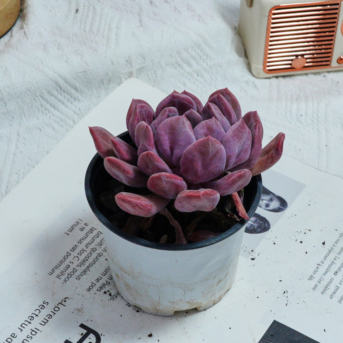 4'' Echeveria Cupid, Rare Live Succulent Plants