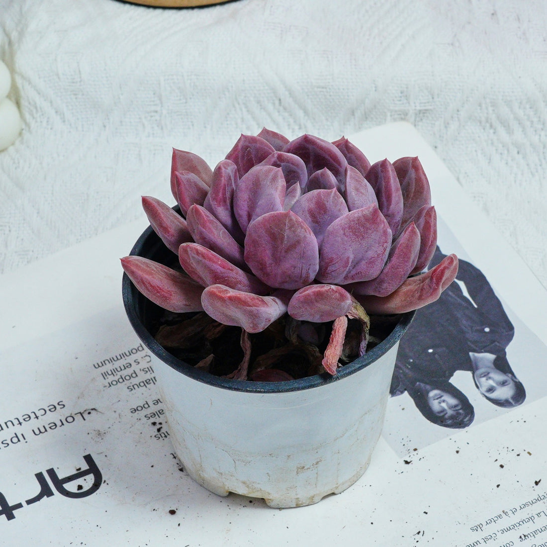 4'' Echeveria Cupid, Rare Live Succulent Plants