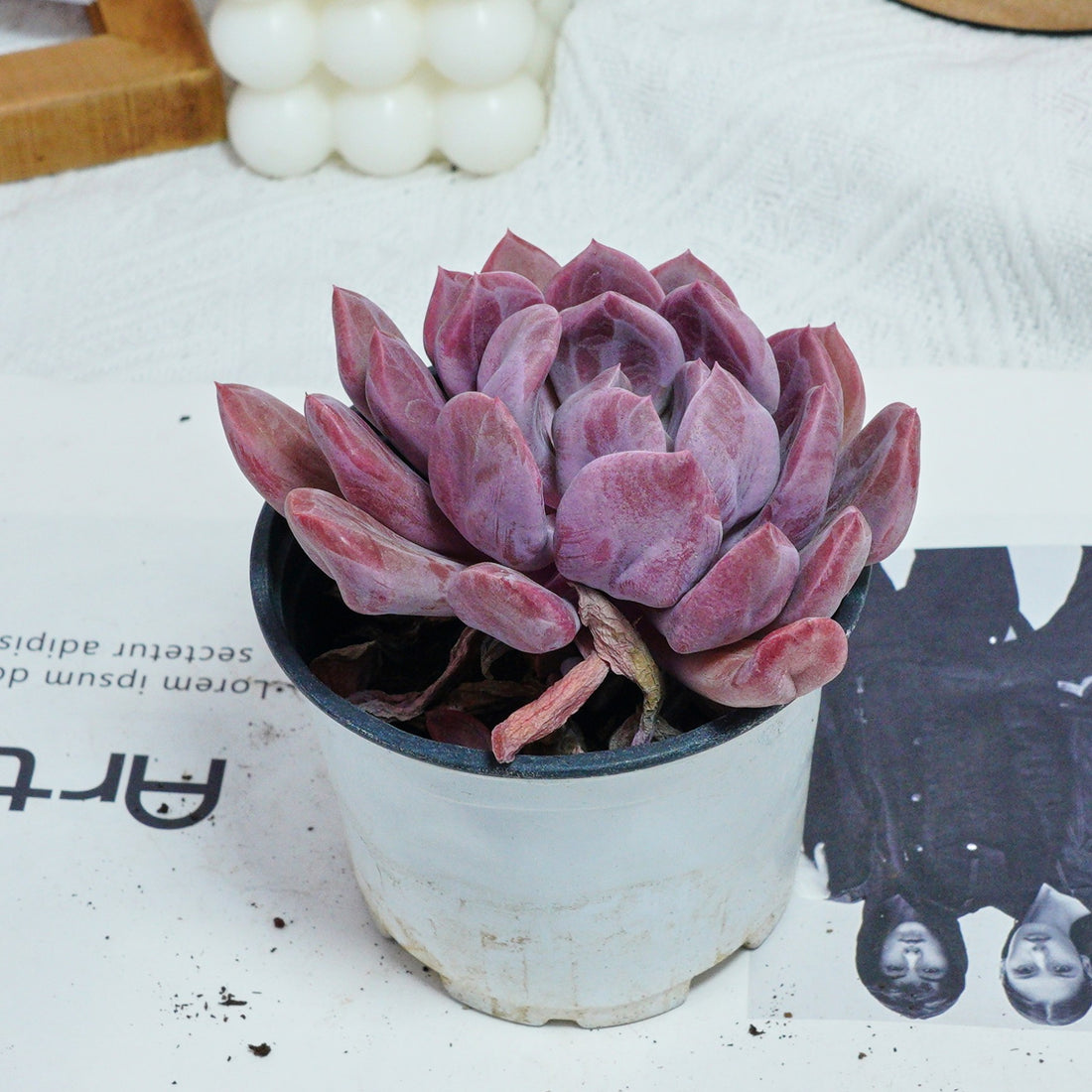 4'' Echeveria Cupid, Rare Live Succulent Plants