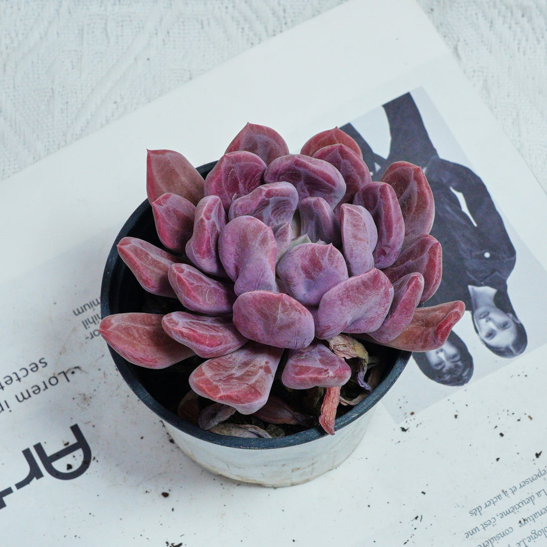 4'' Echeveria Cupid, Rare Live Succulent Plants