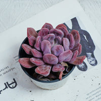 4'' Echeveria Cupid, Rare Live Succulent Plants