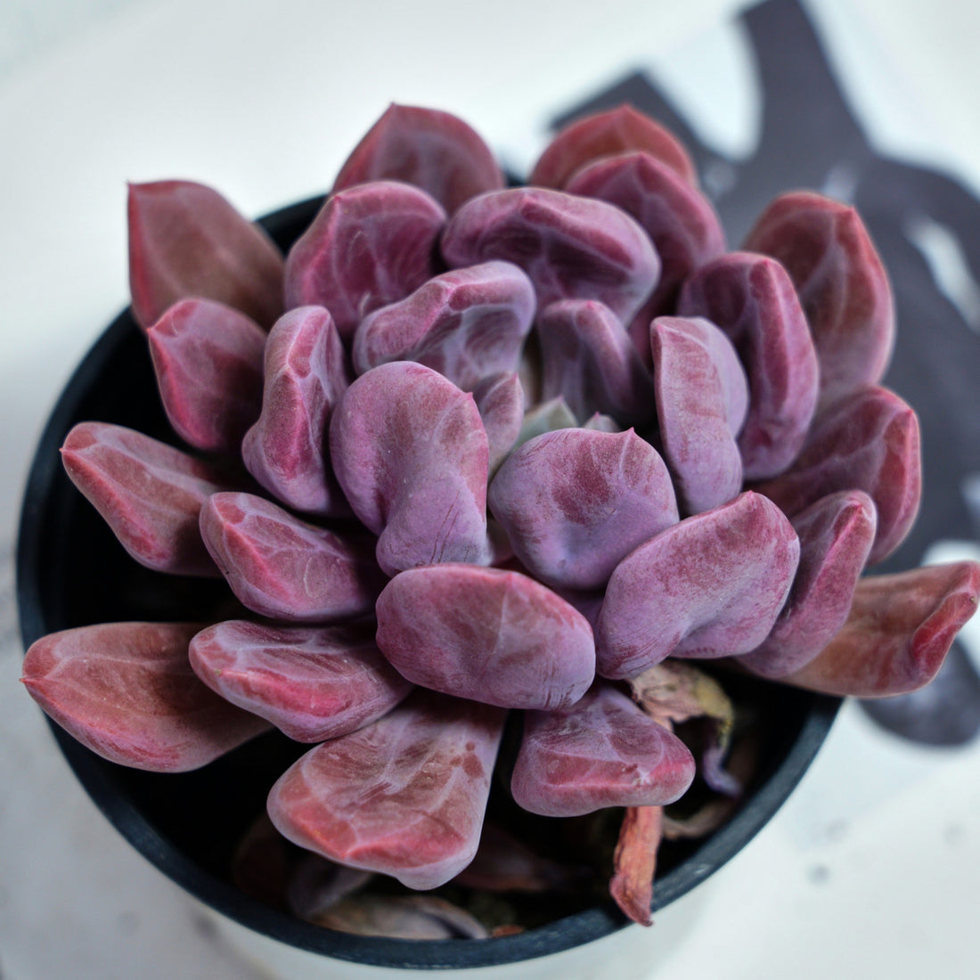 4'' Echeveria Cupid, Rare Live Succulent Plants