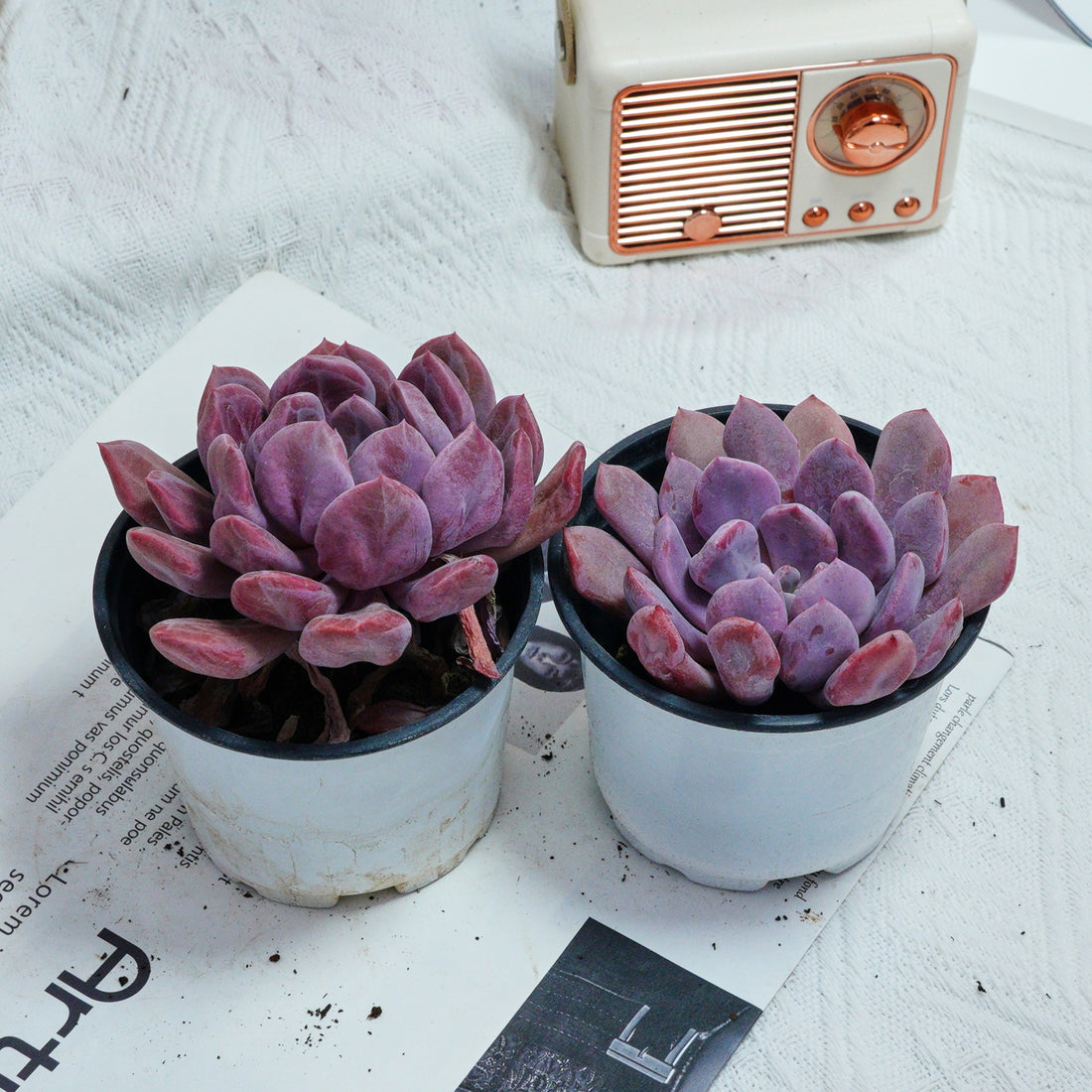 4'' Echeveria Cupid, Rare Live Succulent Plants
