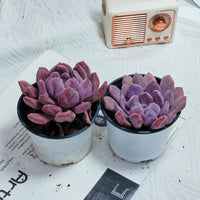 4'' Echeveria Cupid, Rare Live Succulent Plants
