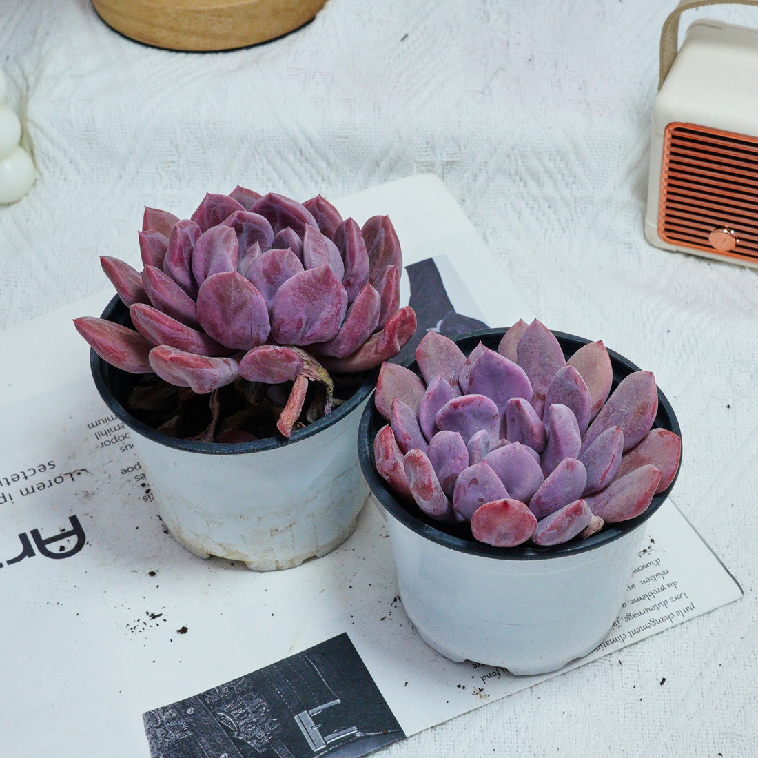 4'' Echeveria Cupid, Rare Live Succulent Plants