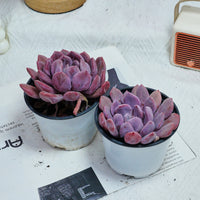 4'' Echeveria Cupid, Rare Live Succulent Plants