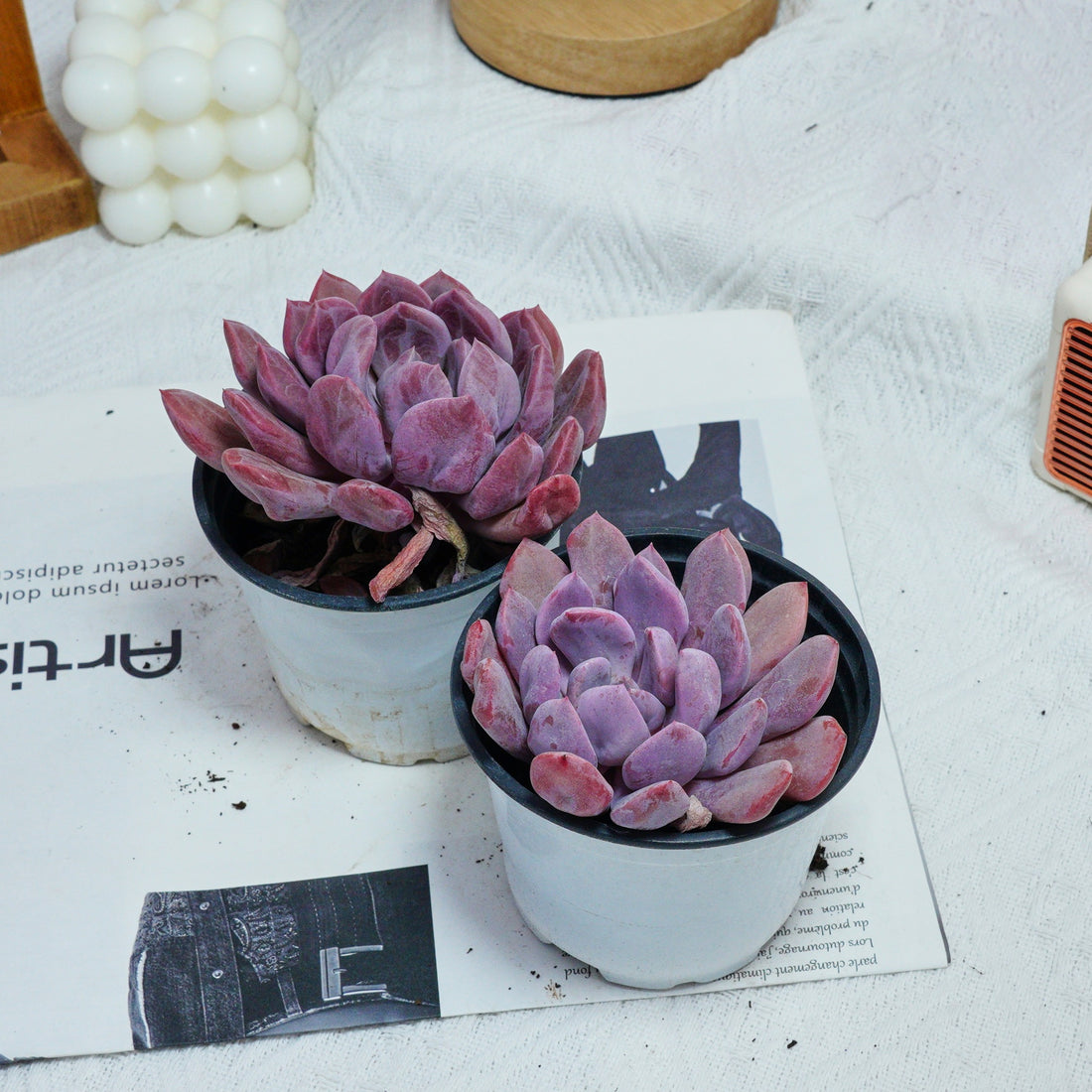 4'' Echeveria Cupid, Rare Live Succulent Plants