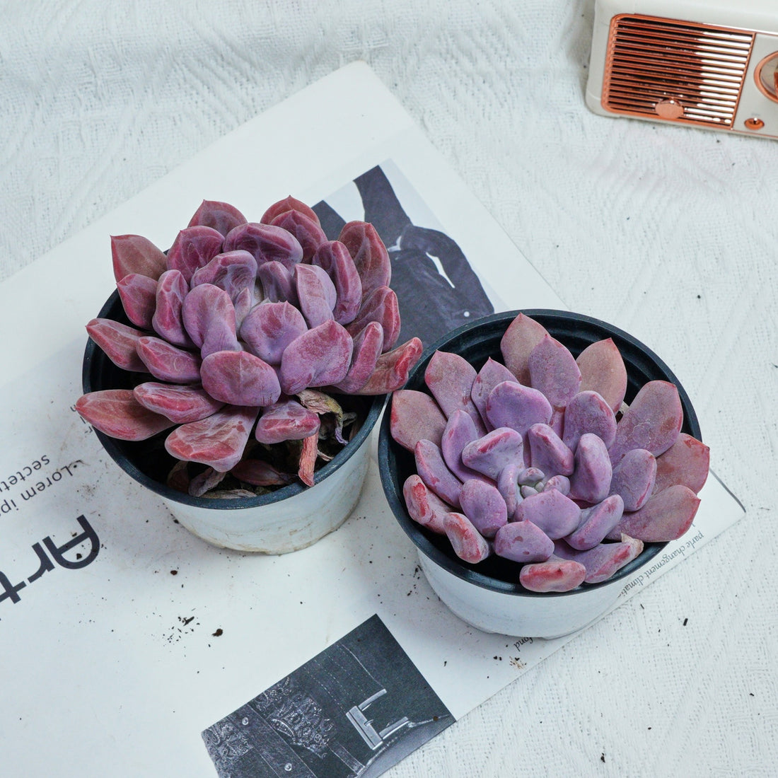 4'' Echeveria Cupid, Rare Live Succulent Plants