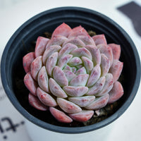3.5'' Echeveria Pink Apparition Rare Live Succulent Plants