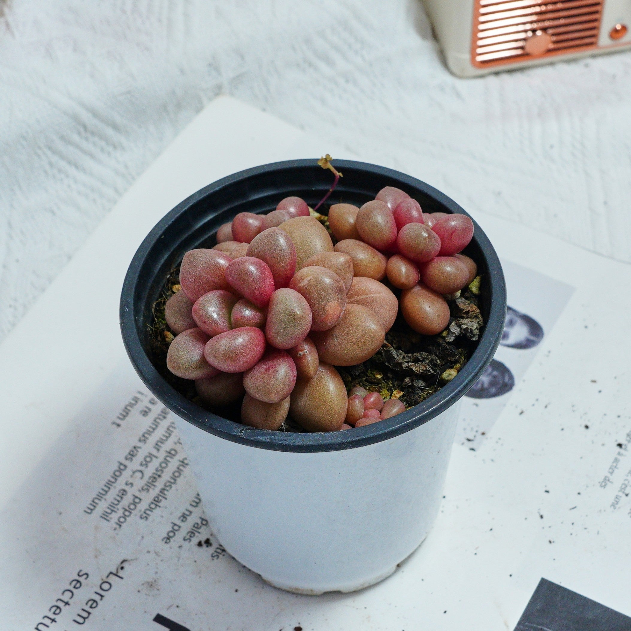avant garde succulent 4'' Graptoveria Avant-Garde, Rare Live Succulent Plants – cocosucculent