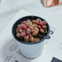 4'' Graptoveria Avant-Garde, Rare Live Succulent Plants