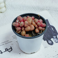 4'' Graptoveria Avant-Garde, Rare Live Succulent Plants
