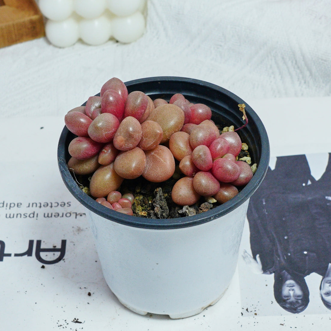 4'' Graptoveria Avant-Garde, Rare Live Succulent Plants