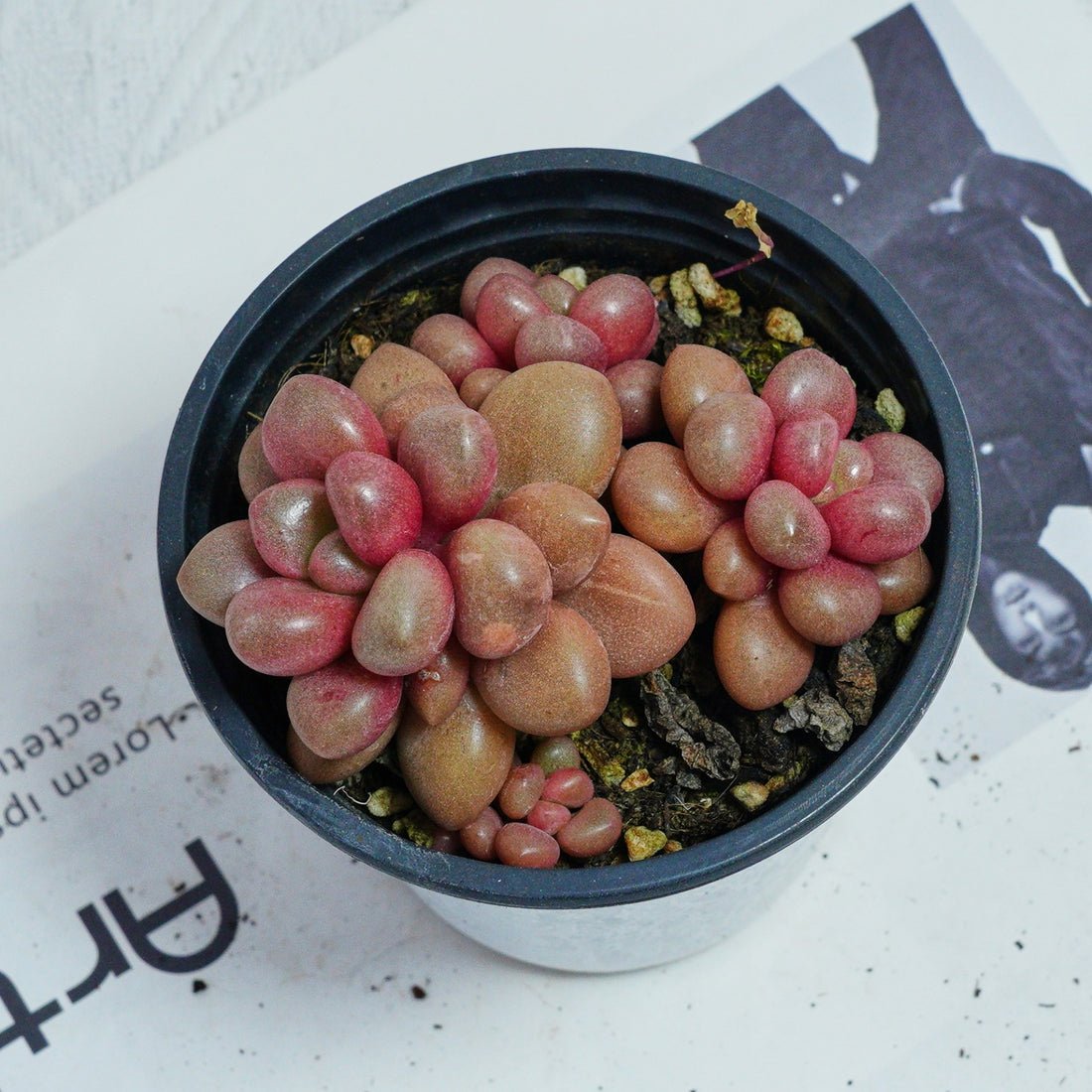 4'' Graptoveria Avant-Garde, Rare Live Succulent Plants