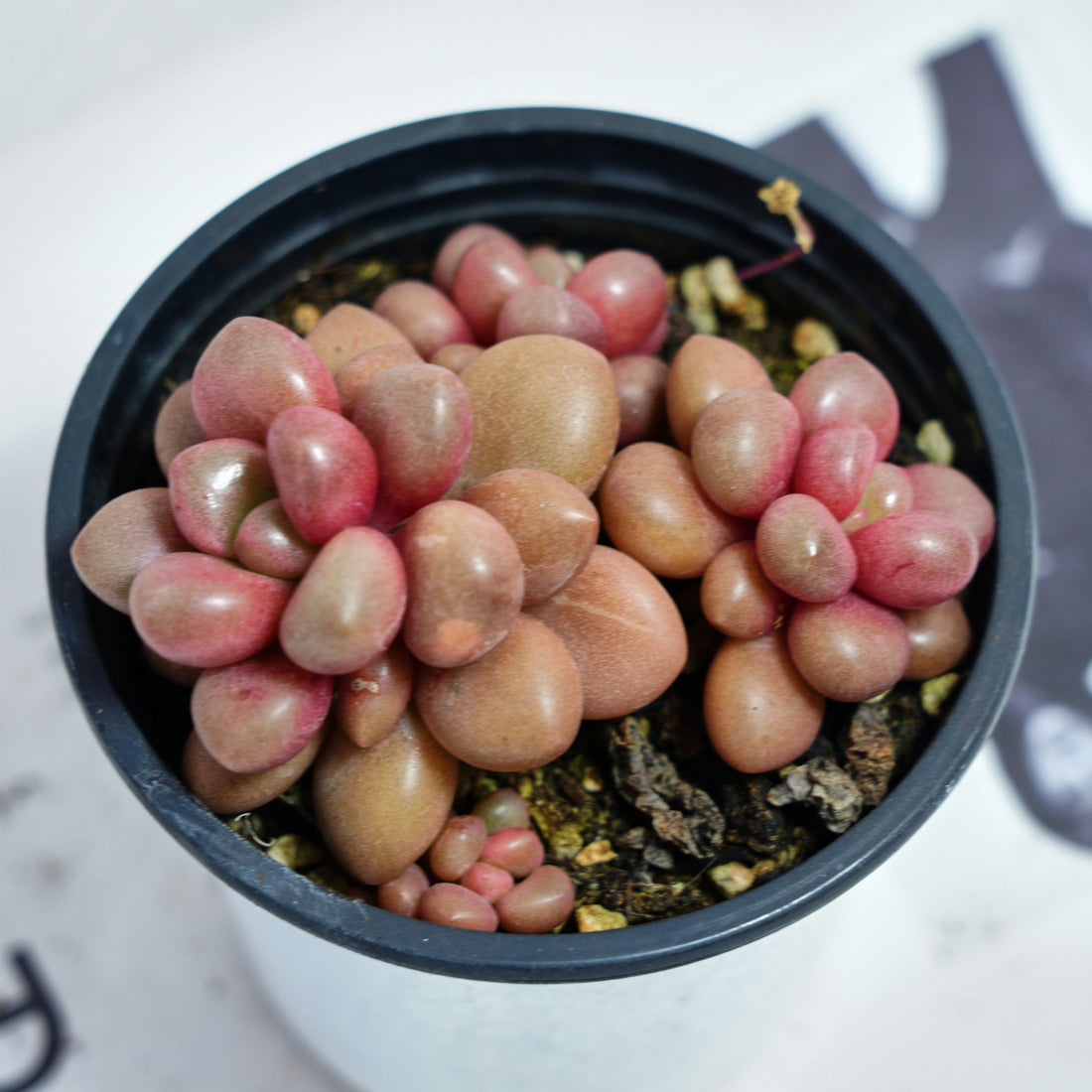 4'' Graptoveria Avant-Garde, Rare Live Succulent Plants