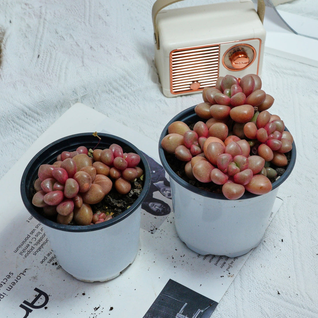 4'' Graptoveria Avant-Garde, Rare Live Succulent Plants