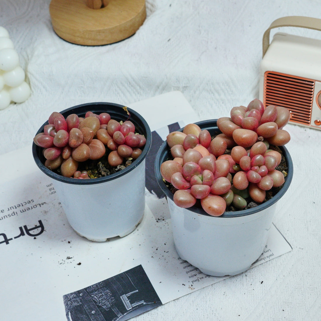 4'' Graptoveria Avant-Garde, Rare Live Succulent Plants