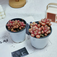4'' Graptoveria Avant-Garde, Rare Live Succulent Plants