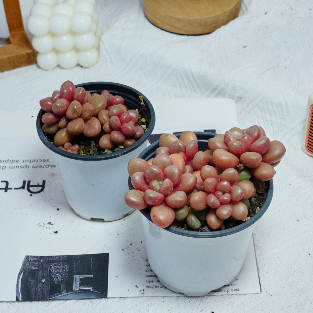 4'' Graptoveria Avant-Garde, Rare Live Succulent Plants