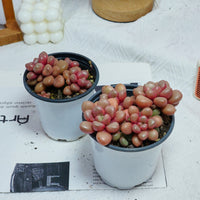 4'' Graptoveria Avant-Garde, Rare Live Succulent Plants
