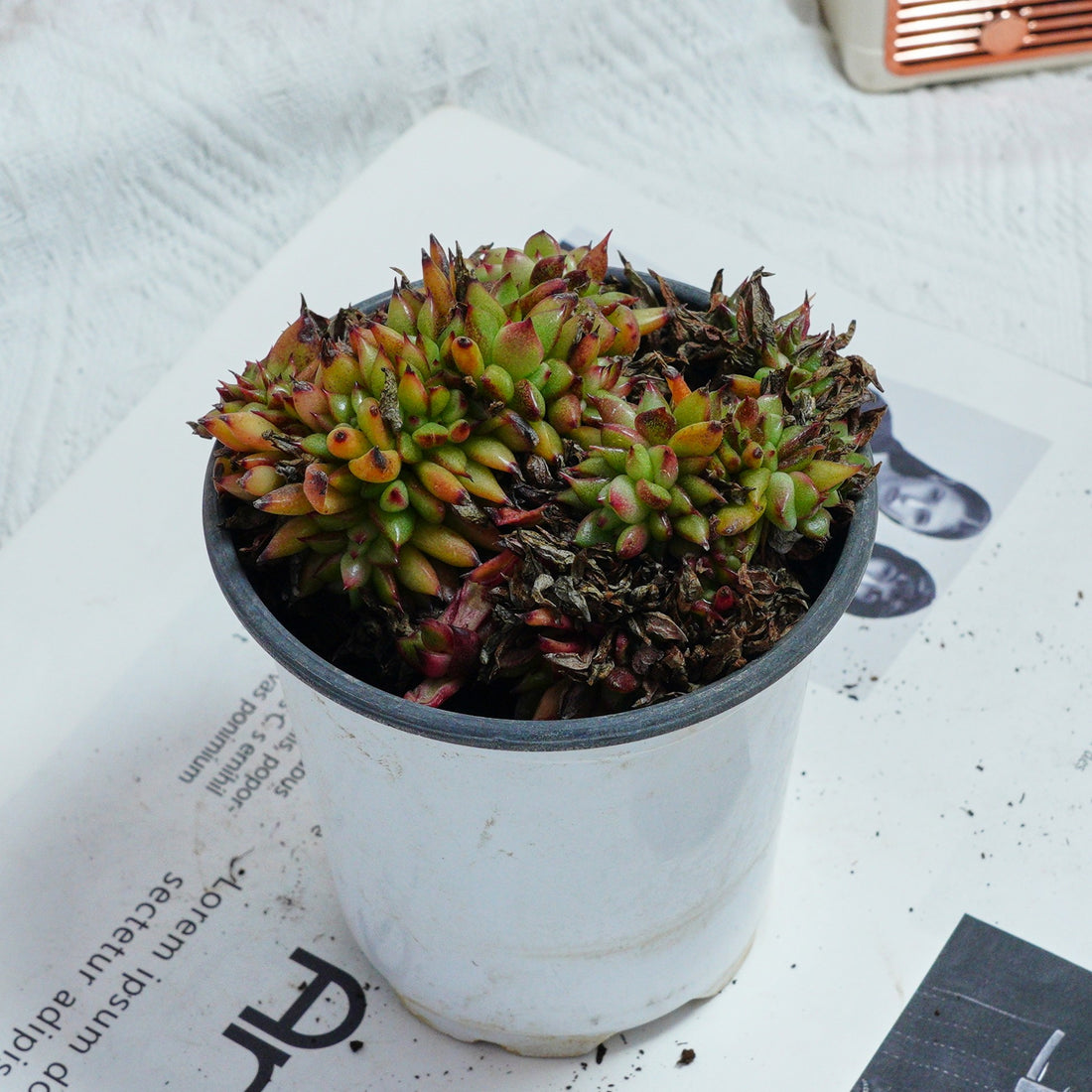 4'' Echeveria Red Devils Crested, Rare Live Succulent Plants