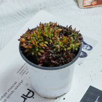 4'' Echeveria Red Devils Crested, Rare Live Succulent Plants
