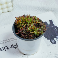 4'' Echeveria Red Devils Crested, Rare Live Succulent Plants