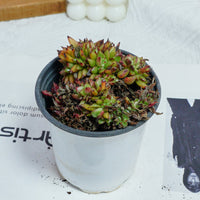4'' Echeveria Red Devils Crested, Rare Live Succulent Plants