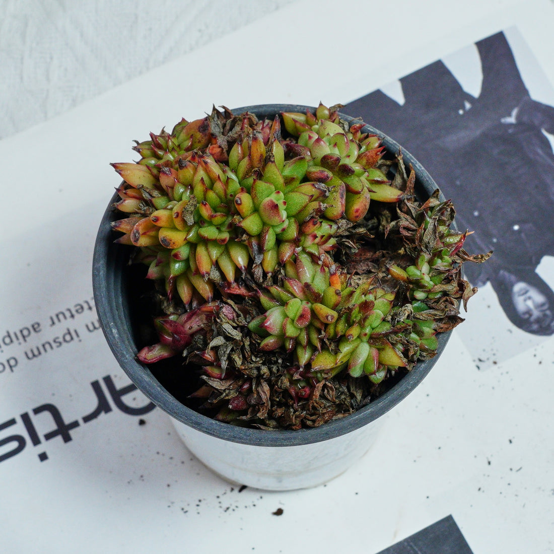 4'' Echeveria Red Devils Crested, Rare Live Succulent Plants