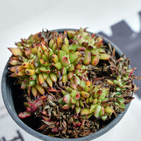 4'' Echeveria Red Devils Crested, Rare Live Succulent Plants
