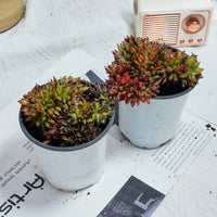 4'' Echeveria Red Devils Crested, Rare Live Succulent Plants