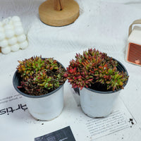 4'' Echeveria Red Devils Crested, Rare Live Succulent Plants