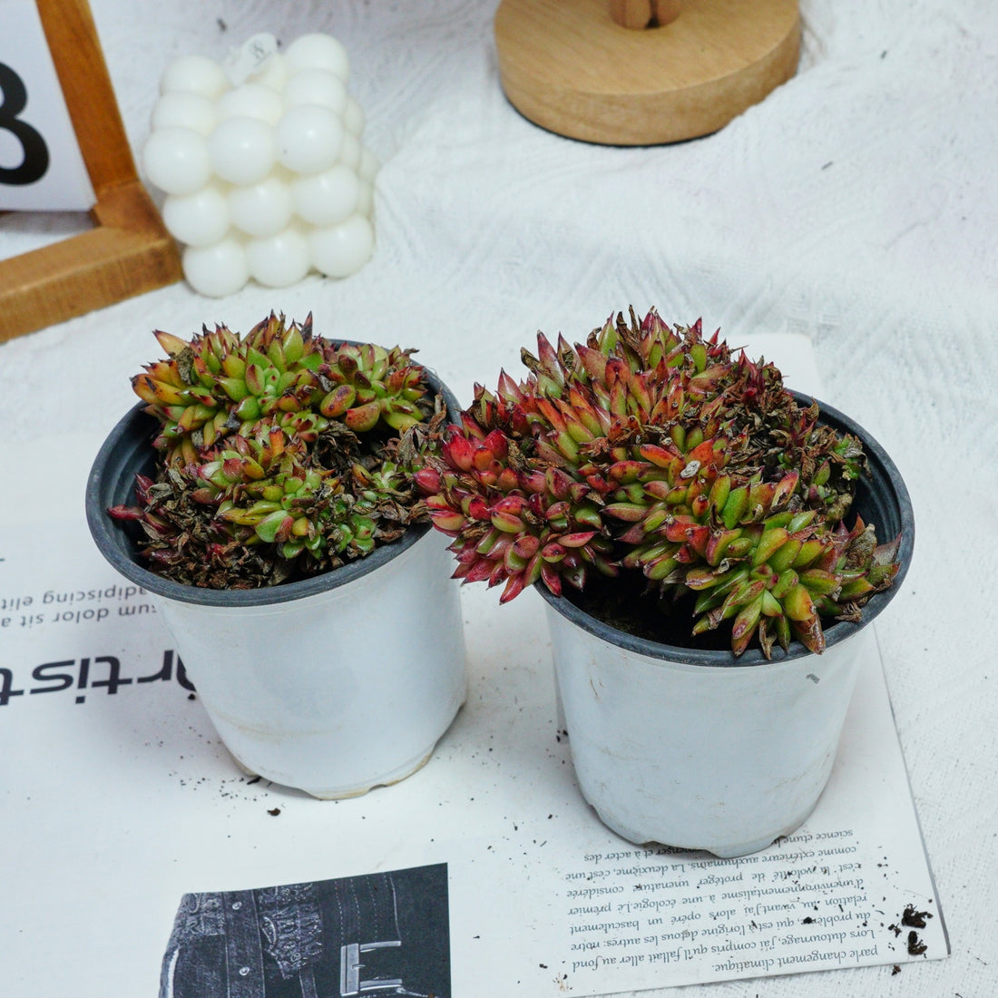 4'' Echeveria Red Devils Crested, Rare Live Succulent Plants