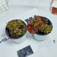 4'' Echeveria Red Devils Crested, Rare Live Succulent Plants