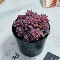 5'' Echeveria  Rezry, Rare Live Succulent Plants