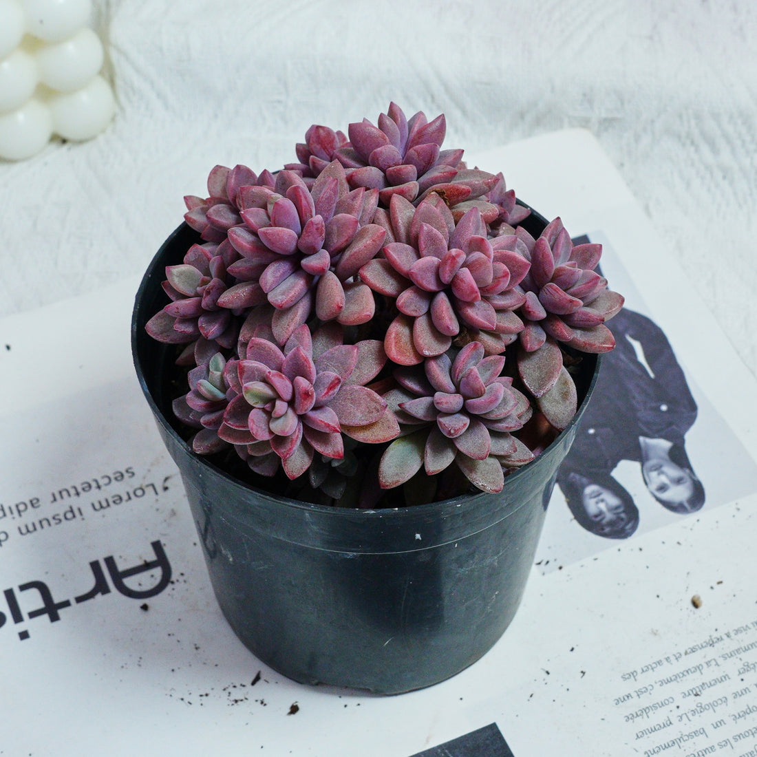 5'' Echeveria  Rezry, Rare Live Succulent Plants