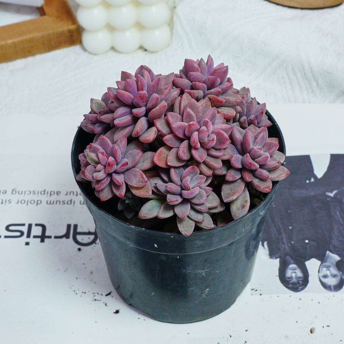 5'' Echeveria  Rezry, Rare Live Succulent Plants